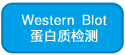 Western Blotʼ