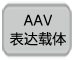 AAV表达载体