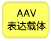 AAV表达载体