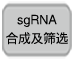 sgRNA合成及筛选