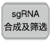 重组Cas9蛋白质 (3 μg/μl)