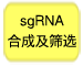 sgRNA合成及筛选