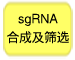 Clontech                      632635           Guide-it sgRNA In Vitro Transcription Kit            50 Rxns            ￥8,771 ￥7,017                          Clontech                      632636           Guide-it Complete sgRNA Screening System            50 Rxns            ￥10,701 ￥8,561                          Clontech                      632639           Guide-it sgRNA Screening Kit            50 Rxns            ￥4,810 ￥3,848                          Clontech                      632638           Guide-it IVT RNA Clean-Up Kit            50 Rxns