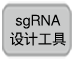 sgRNA体外转录和筛选