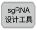 重组Cas9蛋白质 (3 μg/μl)