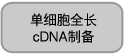 单细胞全长cDNA制备