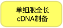 单细胞全长cDNA制备