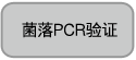 菌落PCR验证