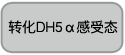 转化DH5α感受态