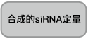 合成的siRNA定量