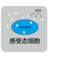 P感受态细胞